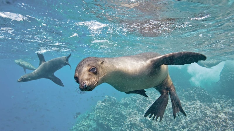 melhores cruzeiros para galápagos